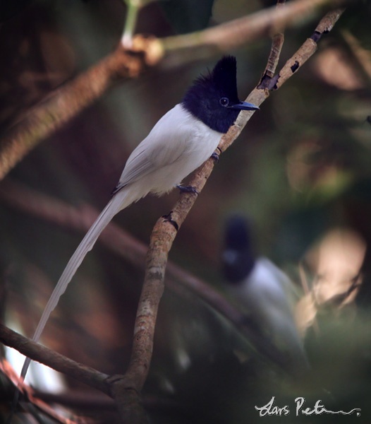 Tenggara Paradise Flycatcher
